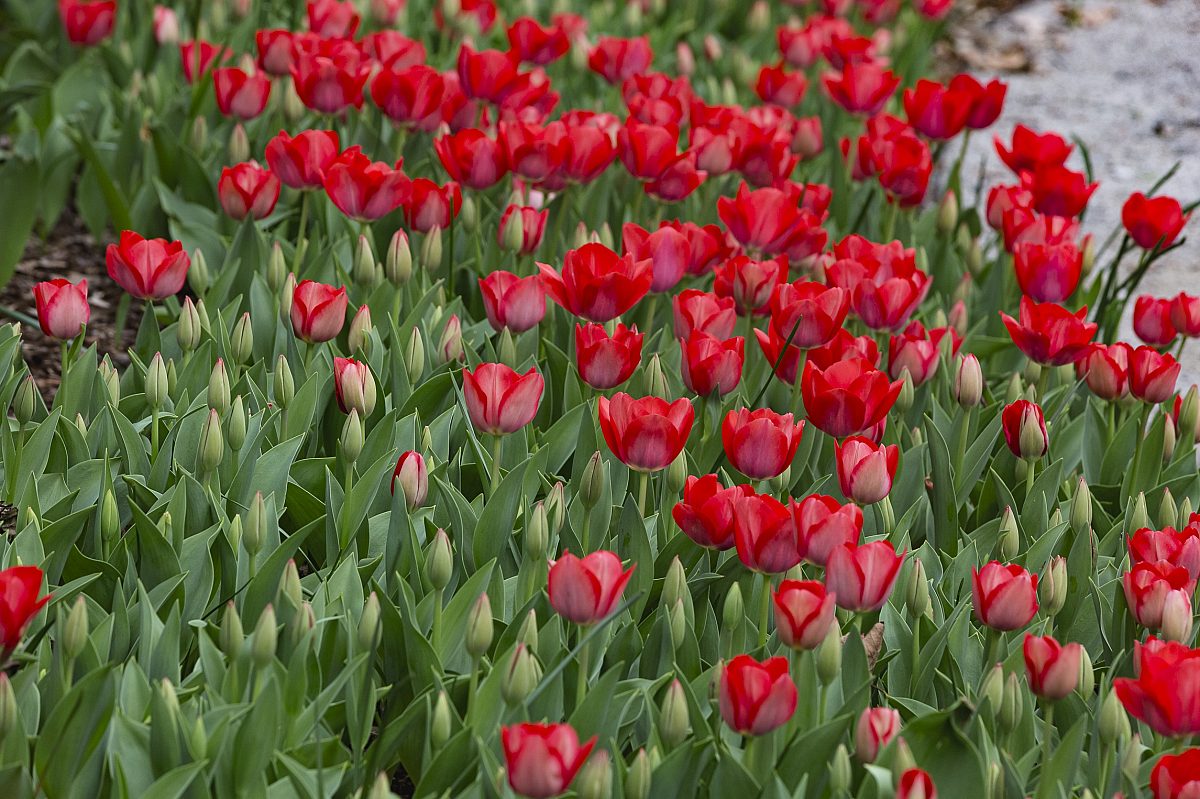 240312 dixon tulips 042