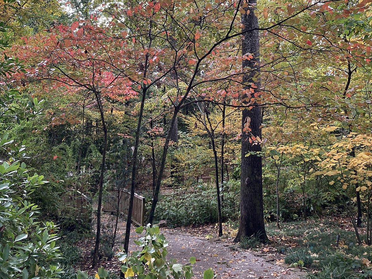 wooden bridge covered in fall colored leaves