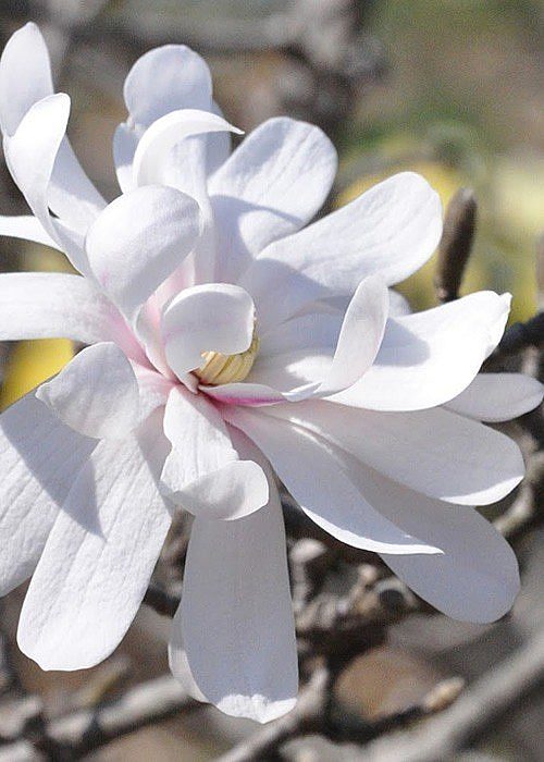 Magnolia stellata rare plant