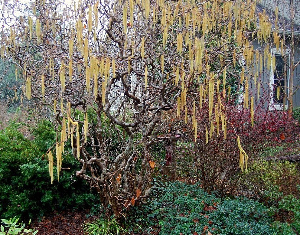 Corylus avellana rare plant